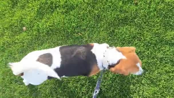 Cão Beagle Durante Caminhada Cão Seu Mestre Uma Caminhada Cão — Vídeo de Stock