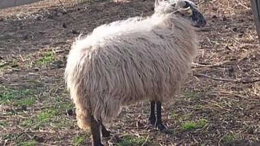 Ağıldaki bir grup Eflak koyunu. Breed, Çek Cumhuriyeti 'nin Eflak şehrinden geliyor. Koyun ya da evcil koyun - Ovis arsaları genellikle çiftlik hayvanı olarak tutulan evcil, geviş getiren memelilerdir. Onlardan biri...