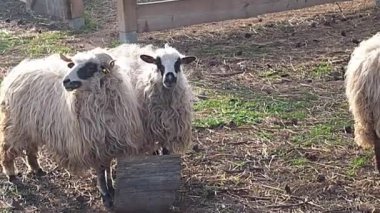 Ağıldaki bir grup Eflak koyunu. Breed, Çek Cumhuriyeti 'nin Eflak şehrinden geliyor. Koyun ya da evcil koyun - Ovis arsaları genellikle çiftlik hayvanı olarak tutulan evcil, geviş getiren memelilerdir. Bir koyun.