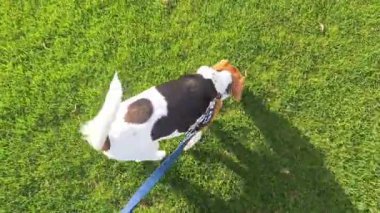 Baharda yeşil bir çimenlikte yürüyüş yapan av köpeği. Küçük köpek efendisiyle yürüyüşe çıktı. Tazıyı itaat için eğitme ve tasmayla yürüme kavramı. Hayvanlar için aşk.
