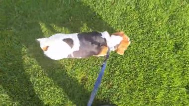 Baharda yeşil bir çimenlikte yürüyüş yapan av köpeği. Küçük köpek efendisiyle yürüyüşe çıktı. Tazıyı itaat için eğitme ve tasmayla yürüme kavramı. Hayvanlar için aşk.