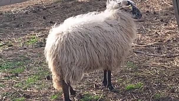 一群在笔下的瓦拉几亚羊 原产于捷克共和国的瓦拉几亚 绵羊或家养绵羊 鸵鸟是一种家养的反刍动物 通常作为牲畜饲养 其中之一 — 图库视频影像