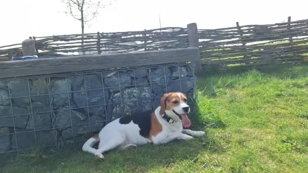 Ragazzo Beagle Riposa Sul Prato Primaverile Nel Parco Dei Cani — Video Stock