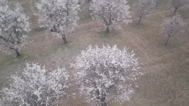 Badem bahçesinin havadan görünüşü. Tepedeki bir meyve bahçesinde çiçek açan badem ağaçlarının kuş bakışı görüntüsü. Çiçekli badem ağaçları. Bahar kavramı, ağaçlarda açan çiçekler, meyve bahçesi, tarım ve...