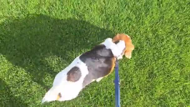 春の緑の芝生を散歩するビーグル犬 小さな犬が主人と散歩する 春の緑の草の香りがするハウンド 犬に従うように訓練し 発疹の上を歩くという概念 動物のための愛と — ストック動画