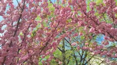 Erikli vişneli pembe çiçekler. Prunus serrulata, Japonya, Çin, Kore ve Vietnam 'da doğal olarak yetişen bir kiraz ağacı türüdür.