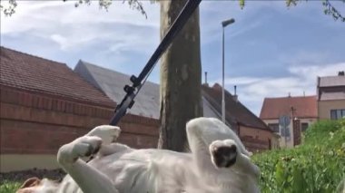 Çimlerin üzerinde yatan av köpeği. Köpek bahar çimlerinde yuvarlanıyor Mutlu köpek bahar çimlerinde. Mutlu köpek ve hayvan sevgisi kavramı..