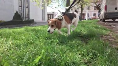 Tasmalı av köpeği. Hayvana bak. Köpek efendisiyle bahar çimlerinde yürüyor. Hayvanlara duyulan sevgi kavramı.