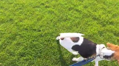 Baharda yeşil çimlerde yürüyen av köpeği. Köpek efendisiyle gezintiye çıkmış. Bir köpeği itaat için eğitmek ve tasmayla yürümek..