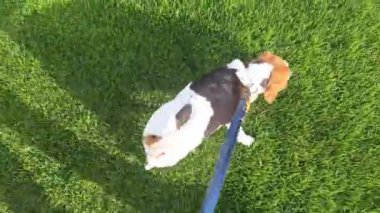 Baharda yeşil bir çimenlikte yürüyüş yapan av köpeği. Küçük köpek efendisiyle yürüyüşe çıktı. Tazı yeşil çimen kokusu alıyor. Bir köpeği itaat etmesi ve tasmayla yürümesi için eğitmek. Hayvanlara karşı sevgi ve