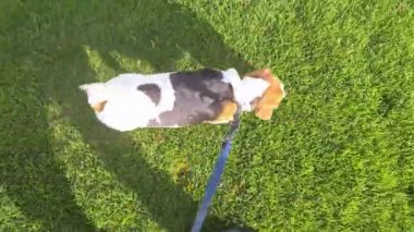 Baharda yeşil çimlerde gezen av köpeği. Köpek sahibiyle yürüyüşe çıkmış. Bir köpeği itaat etmesi ve tasmayla yürümesi için eğitmek..