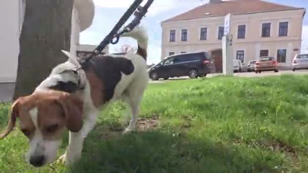 Egy Pórázon Tartott Kutya Szaglászik Fűben Beagle Kutya Szagolgatja Füvet — Stock videók