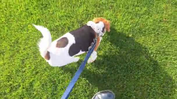 春天的时候 小猎犬在绿色的草坪上散步 狗和它的主人散步 训练狗服从命令和用皮带走路的概念 — 图库视频影像
