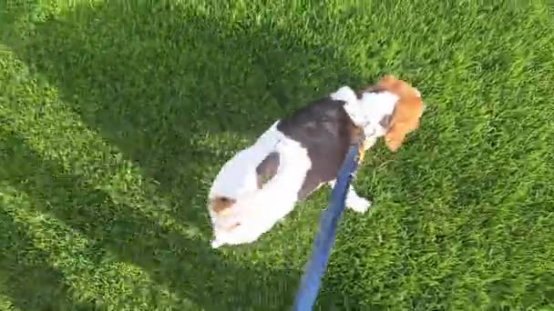 Beagle Dog Een Wandeling Een Groen Grasveld Het Voorjaar Kleine — Stockvideo