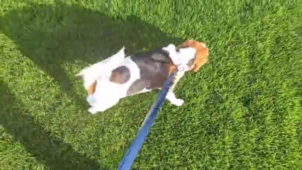 春に緑の芝生を歩いているビーグル犬 主人と散歩する犬 従順にカヌーを訓練し リーシュを歩くという概念 — ストック動画