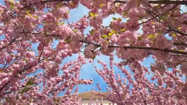 Prunus Kanzan Den Signatur Rosa Blommande Körsbär Populärt Planterade Över — Stockvideo