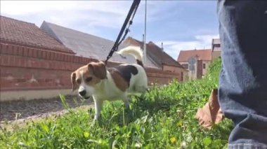 Şehir parkında ve kasabada yürüyen bir köpek. Beagle Dog sahibiyle gezintiye çıktı. Köpekler ve hayvanlar için sevgi kavramı.