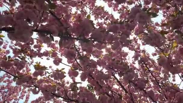 Flores Cerezo Rosado Cereza Floreciente Kanzan Flor Cerezo Sakura Flor — Vídeo de stock