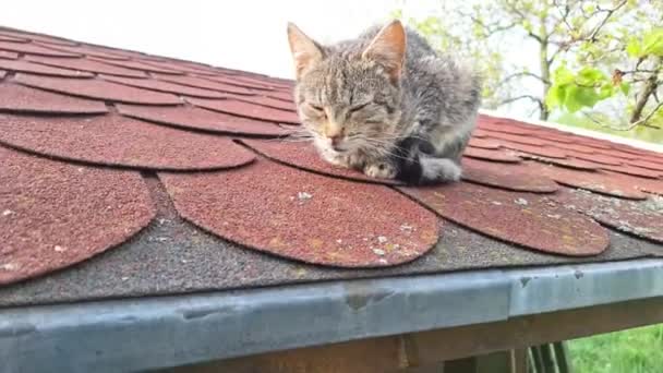 Gattino Malato Abbandonato Sul Tetto Una Casa Giardino Piccolo Gattino — Video Stock