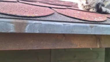 Bahçe kulübesinin çatısında terk edilmiş hasta bir kedi yavrusu. Çatıdaki küçük hastalıklı kedi yavrusu. Hayvan veterineri bakımı kavramı.