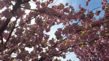 Pembe kiraz çiçekleri. Sakura ağacının çiçekleri. Prunus Kanzan Prunus serrulata Kanzan. syn. Prunus lannesiana Kanzan, Cerasus Sato-zakura Grubu Sekiyama Koidz, Kwanzan veya Sekiyama 'dır.
