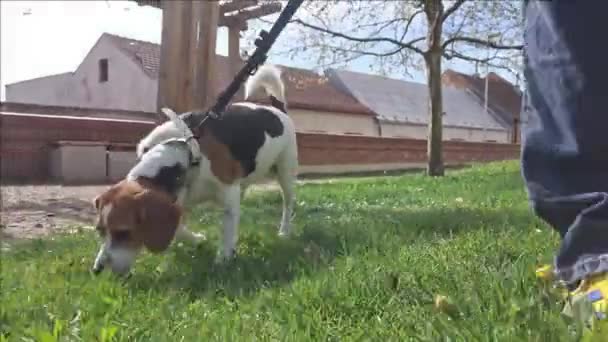 Een Hond Een Wandeling Een Openbaar Park Beagle Dog Wandelend — Stockvideo
