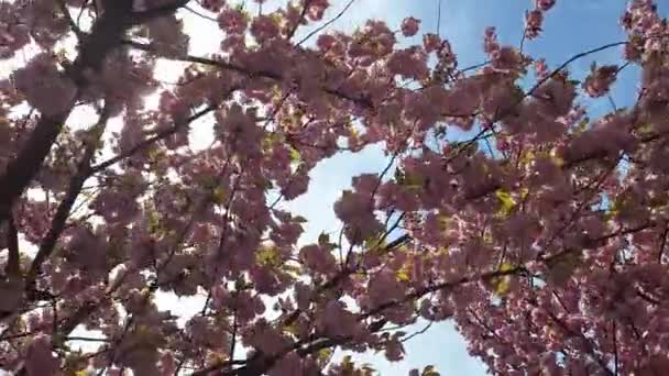 Rosa Körsbärsblommor Blommande Blommor Sakura Träd Prunus Kanzan Prunus Serrulata — Stockvideo