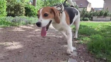 Halka açık bir parkta yürüyüşe çıkmış bir köpek. Av köpeği yeşil bahar çimlerinde yürüyor. Köpekler ve hayvanlar için sevgi kavramı.