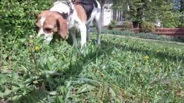 Çimenlerde yürüyen av köpeği. Köpeklerin bakış açısından bir manzara. Köpekler ve hayvanlar için sevgi kavramı.