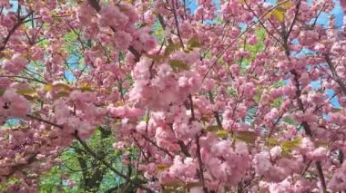 Pembe kiraz çiçekleri. Sakura ağacının çiçekleri. Kiraz çiçeği ya da sakura, Prunus alt cinsi Cerasus 'ta bulunan ağaçların çiçeğidir. Sakura genellikle süs kiraz ağaçlarının çiçeklerine atıfta bulunur.