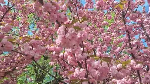 Flores Cerezo Rosado Flores Florecientes Árbol Sakura Flor Cerezo Sakura — Vídeo de stock