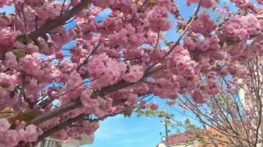 Pembe kiraz çiçekleri. Sakura ağacının çiçekleri. Prunus Kanzan Prunus serrulata Kanzan. syn. Prunus lannesiana Kanzan, Cerasus Sato-zakura Grubu Sekiyama Koidz, Kwanzan veya Sekiyama 'dır.