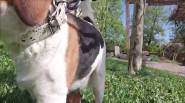 Halka açık bir parkta yürüyüşe çıkmış bir köpek. Av köpeği yeşil bahar çimlerinde yürüyor. Köpekler ve hayvanlar için sevgi kavramı.