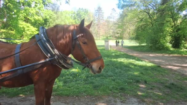 Uma Carruagem Cavalo Numa Estrada Florestal Treinador Cavalo Prado Humor — Vídeo de Stock