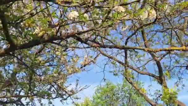 Túlfújt Cseresznyefa Cseresznyefákról Kilátás Földről Egy Cseresznyéskert Ágaira Egy Cseresznyéskert — Stock videók