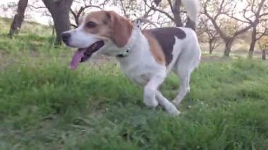 Yürüyüşe çıkmış av köpeği. Sahibi gezintiye çıkmış av köpeği. Hayvanlar için sevgi kavramı. Köpeğin itaat eğitimi..