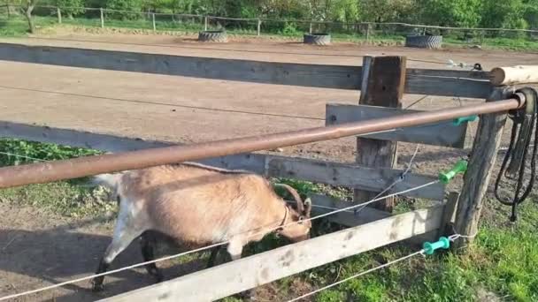 Une Chèvre Dans Enclos Moutons Dans Les Pâturages Stylo Rural — Video