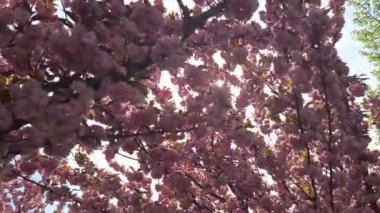 Pembe kiraz çiçekleri. Sakura ağacının çiçekleri. Kiraz çiçeği ya da sakura, Prunus alt cinsi Cerasus 'ta bulunan ağaçların çiçeğidir. Sakura genellikle süs kiraz ağaçlarının çiçeklerine atıfta bulunur.