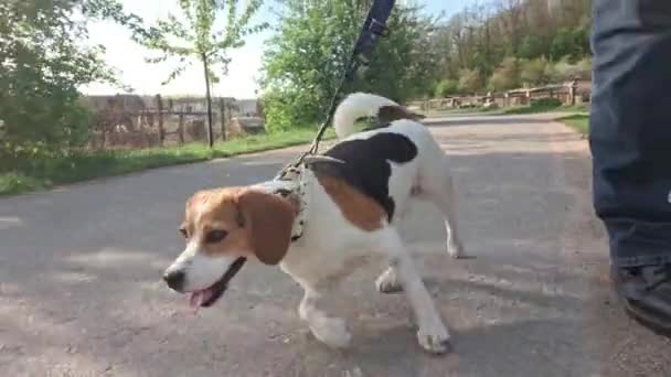 Gassigehen Mit Einem Hund Der Leine Entlang Einer Landstraße Der — Stockvideo