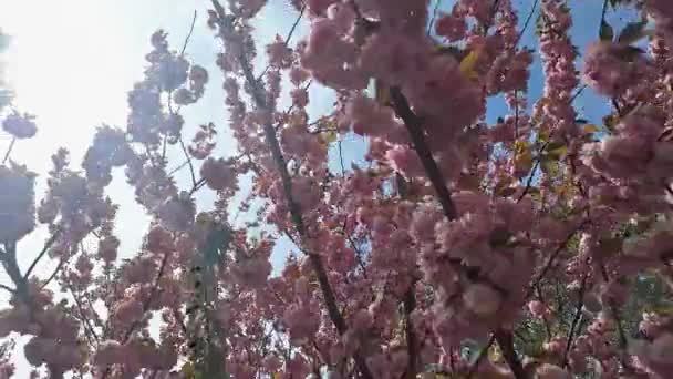 Цвіте Рожева Вишня Вишневе Цвітіння Або Сакура Квітка Дерев Пруні — стокове відео