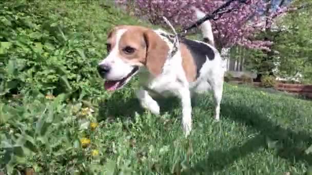Anjing Beagle Berjalan Rumput Pemandangan Dari Sudut Pandang Anjing Anjing — Stok Video