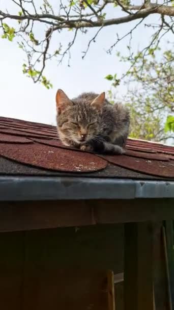 在房顶上有一只残疾的瞎猫 小毛猫花园小屋屋顶上的一只小毛猫动物治疗和兽医护理的概念 — 图库视频影像