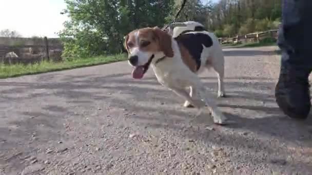 Gassigehen Mit Hund Der Leine Auf Einer Landstraße Hund Der — Stockvideo