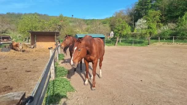 Passeggiate Davanti Una Fattoria Rurale Cavallo Pascolo Una Recinzione Cavalli — Video Stock
