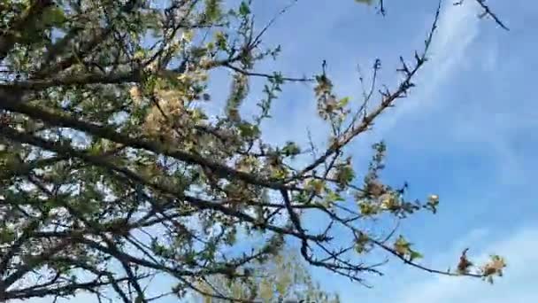Cerejeira Exagerada Cerejeiras Florescentes Uma Vista Chão Para Ramos Pomar — Vídeo de Stock