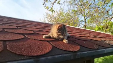 Ahşap bir bahçe kulübesinin çatısında küçük bir tekir kedicik. Çatıdaki küçük hasta kedi yavrusu. Hasta hayvanlara bakma kavramı.