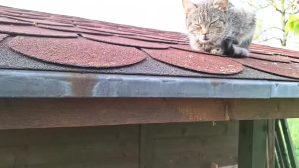 一只被遗弃的生病的小猫在花园小屋的屋顶上 屋顶上有只病猫 动物兽医护理的概念 — 图库视频影像