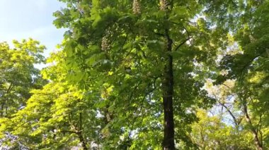 Kestane ağaçlarının tacına bakın. Yaprak döken ağaçların tacı görünüyor. Kestane ağaçları baharda çiçek açar. Bahar ve sürdürülebilir çevre kavramı.