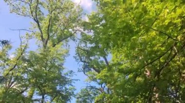 Yaprak döken ağaçların taçlarına bakın. Baharda yapraklı ağaçlar. Baharda çiçek açan ağaçların manzarası. Çiçek açan ağaçlar ve sürdürülebilir çevre kavramı.