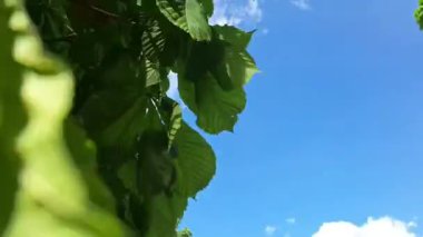 Çiçekli kestane ağaçlarının taçlarının manzarası. Baharda yaprak döken bir ağaç. Baharda çiçek açan ağaçların manzarası. Çiçek açan ağaçlar ve sürdürülebilir çevre kavramı.